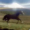 Top Videos