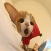 cnmeowngungok