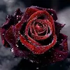 lilly_rgb123
