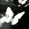 risaw056