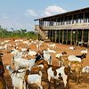 goatco.farm