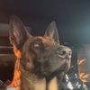 GoodPotato-K9