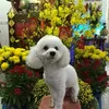 trinh.bang3