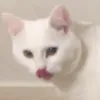 miinus61