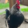 henhousetales80