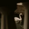 .sa_ra_a