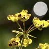 ghostsandguides