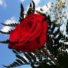 sxlady.sawas