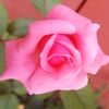 nihad69229