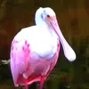 monesudjdel