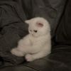 masheil_503