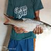 rindipurwanto5