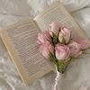 aseel_h.a.f