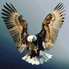 sadiqmohammed8856