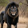 lion95493