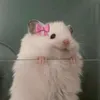 rangcuaancom