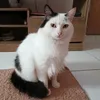 cat.mimoso