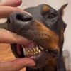 coveredinpetfur