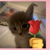 i_love_cats20252