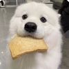 pet_funnycutedog