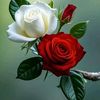 hocine8367