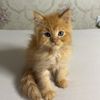 emiratikittens