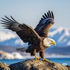 Eagle Eye Science
