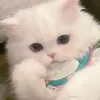 b_ngan3