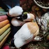 guinea_pig222