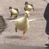 happy duck