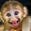 Monkey Smile