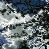 lelia_346