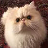 swilthvelt