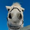 Happy horse.