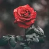 dawood.s..mari