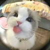 ma_nq6