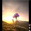 lql46