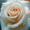 pijj233
