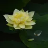 andyhoang012