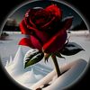 user4035835187307