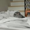 weejiwooji