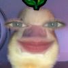 fingki.desta