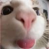 miaa34333