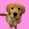 Milly The Golden🐾
