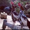 adnan.ali37362