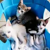 emzandmycats