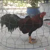 toan.nguyen136470