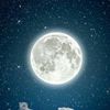 shadan.salimi3