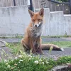 Tales The Fox