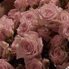 mari_amm296